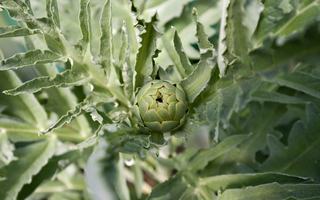 Cardon épineux genevois AOP, le légume de Noël