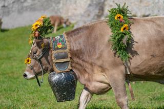 Désalpes en Suisse romande : où et quand