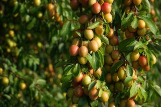 Damassine AOP, l'eau-de-vie des vergers d'Ajoie